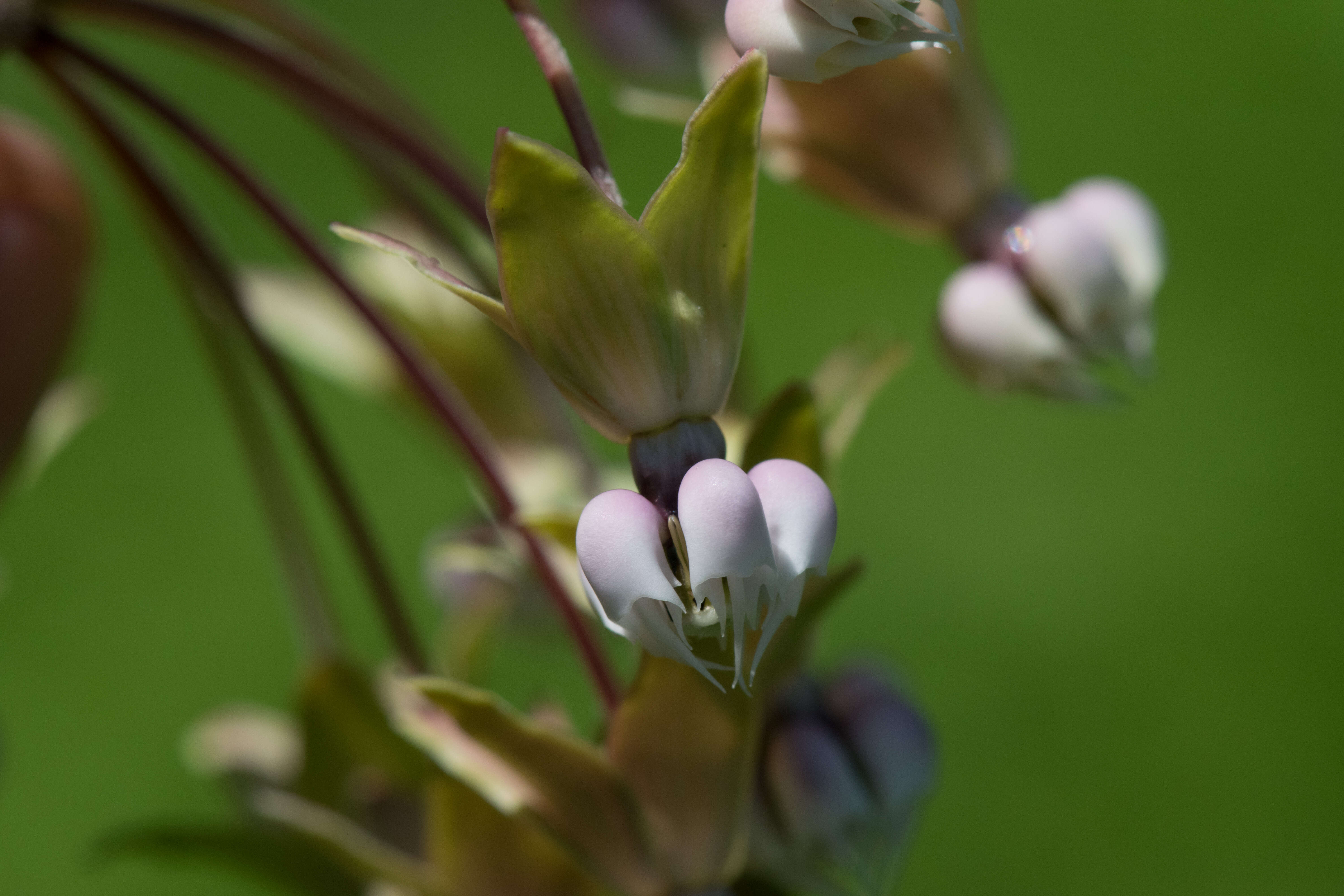 Image of clasping milkweed