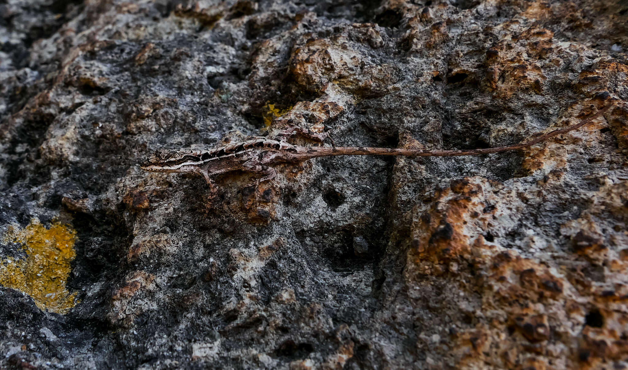 Image of Ornate Anole