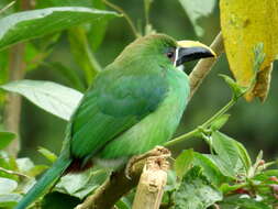 Image of Greyish-throated Toucanet