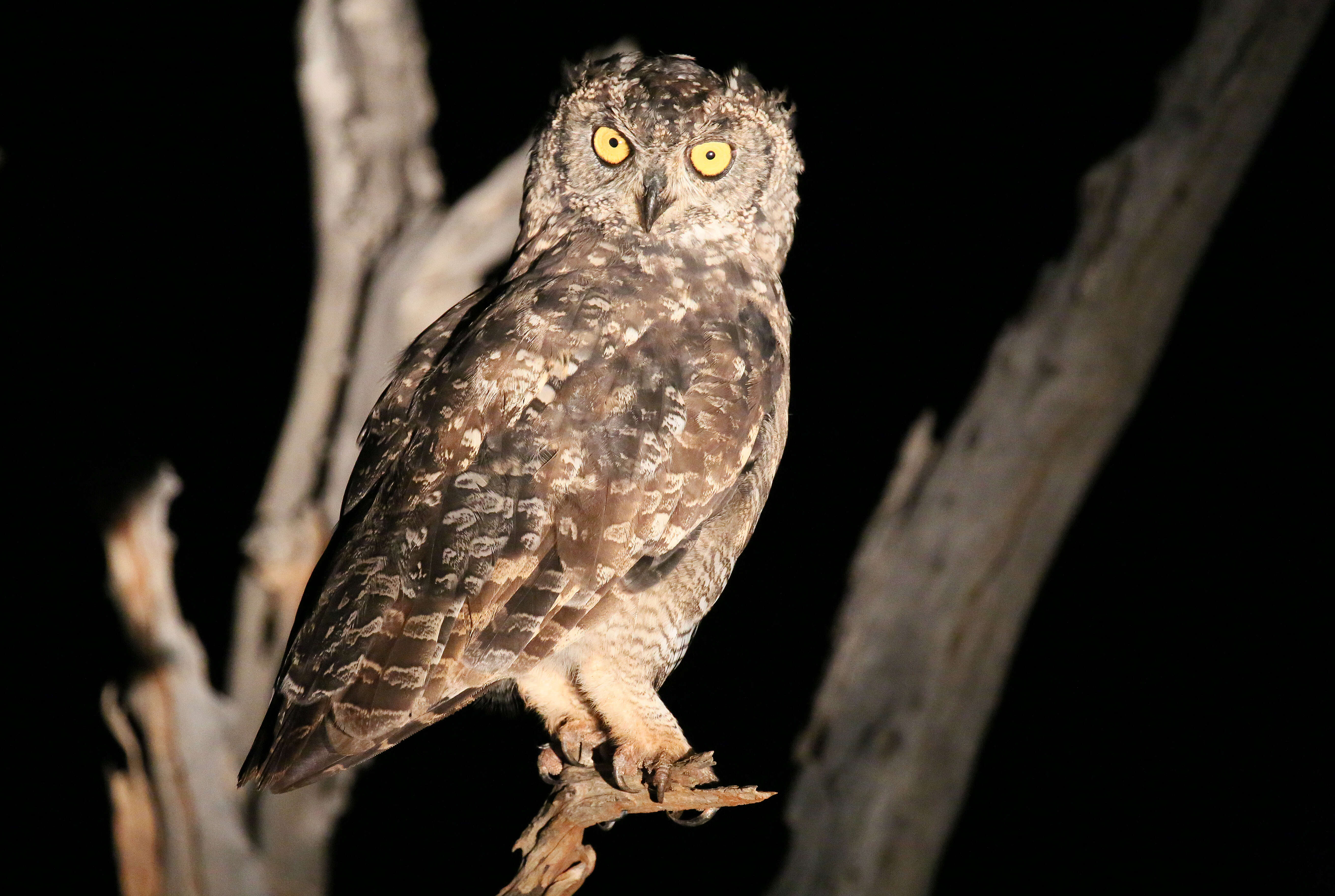 Image of Spotted Eagle-Owl
