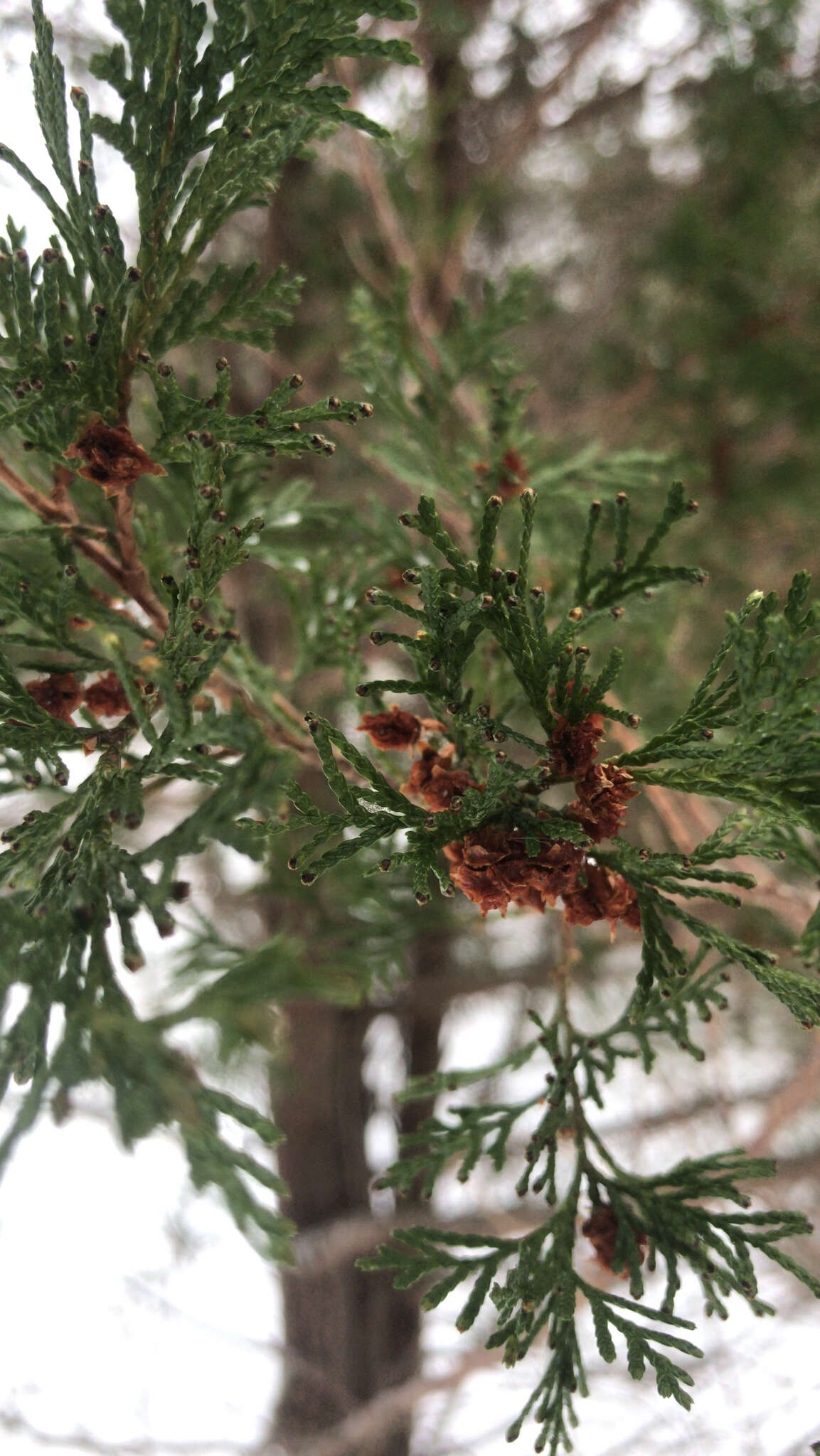 Image of Atlantic White Cedar