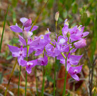 Image of tuberous grasspink