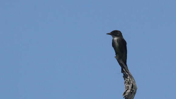 Image of Olive-Sided Flycatcher