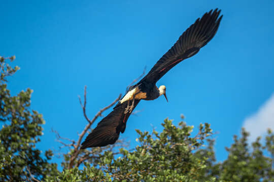 صورة <i>Ciconia microscelis</i>