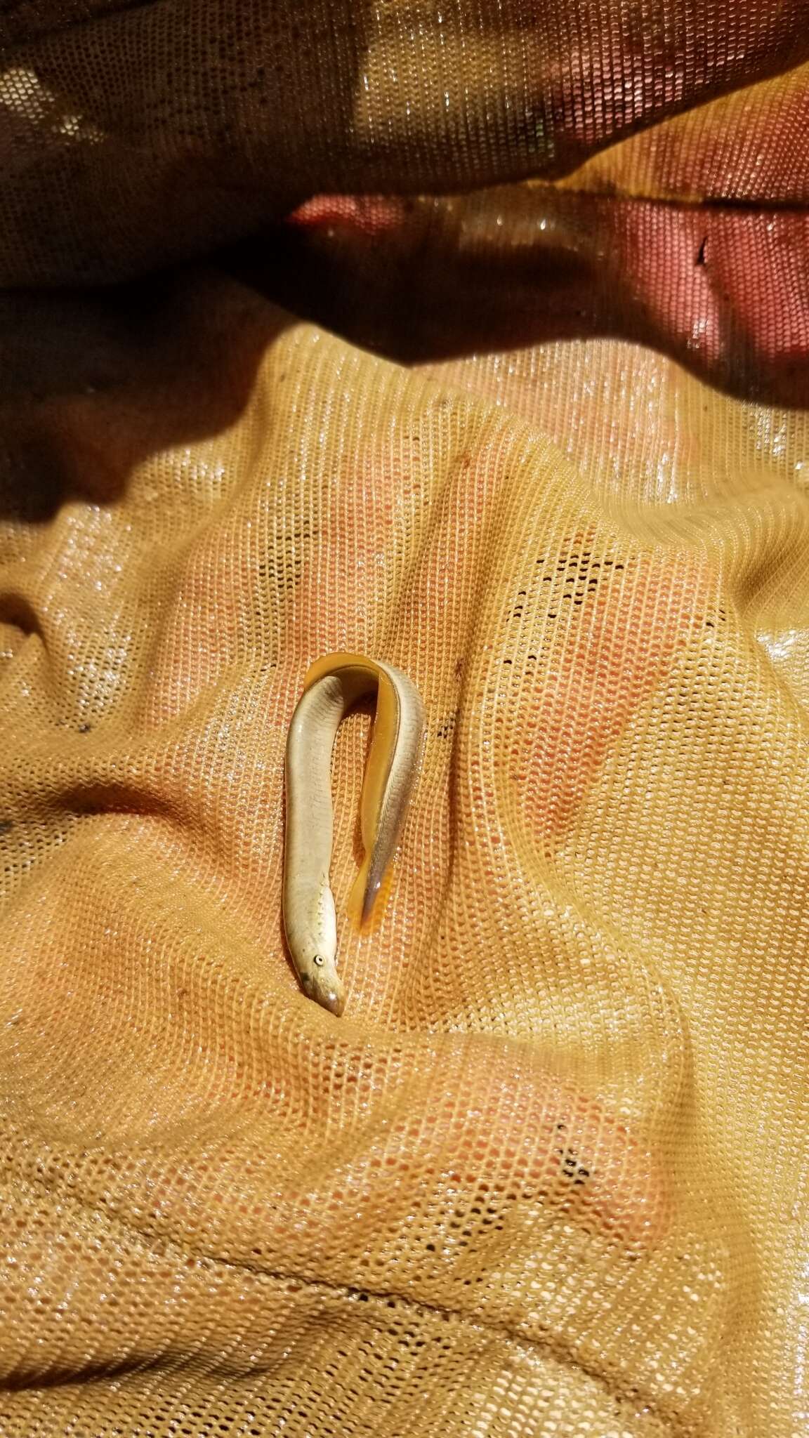 Image of Least Brook Lamprey