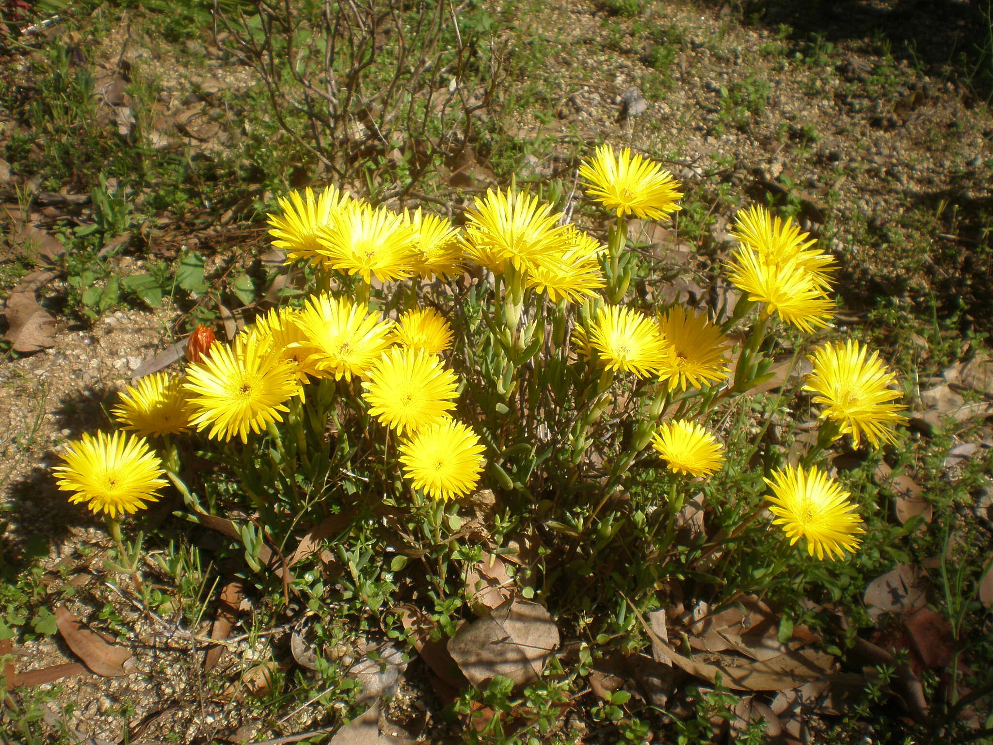 Image of Lampranthus aureus (L.) N. E. Br.