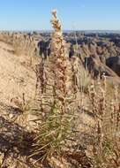 Слика од Liatris punctata Hook.