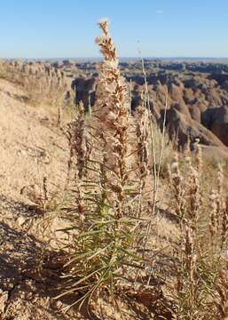 Слика од Liatris punctata Hook.