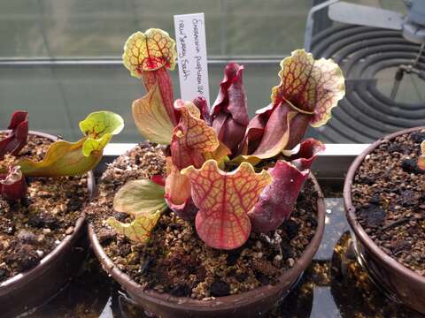 Image of purple pitcherplant