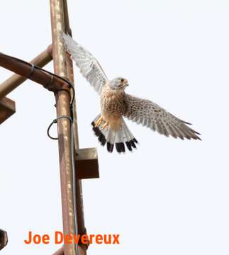 Image of kestrel, common kestrel