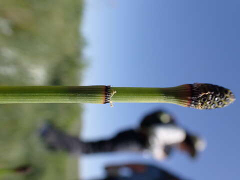 Image of smooth horsetail