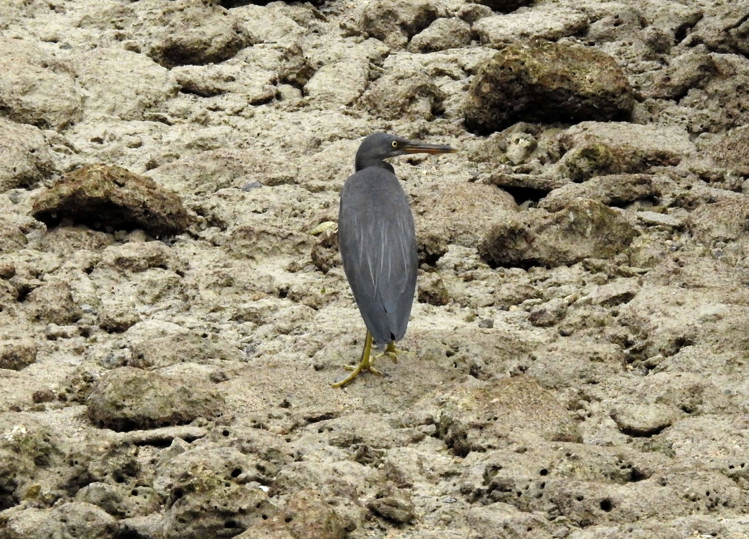 Image de Aigrette sacrée