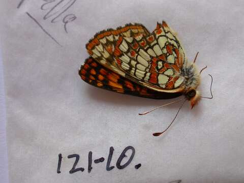 Image of Northern Checkerspot