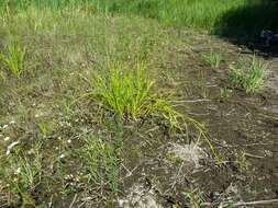 Image of Scirpus radicans Schkuhr