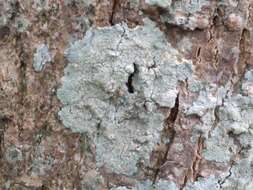 Image of diploicia lichen