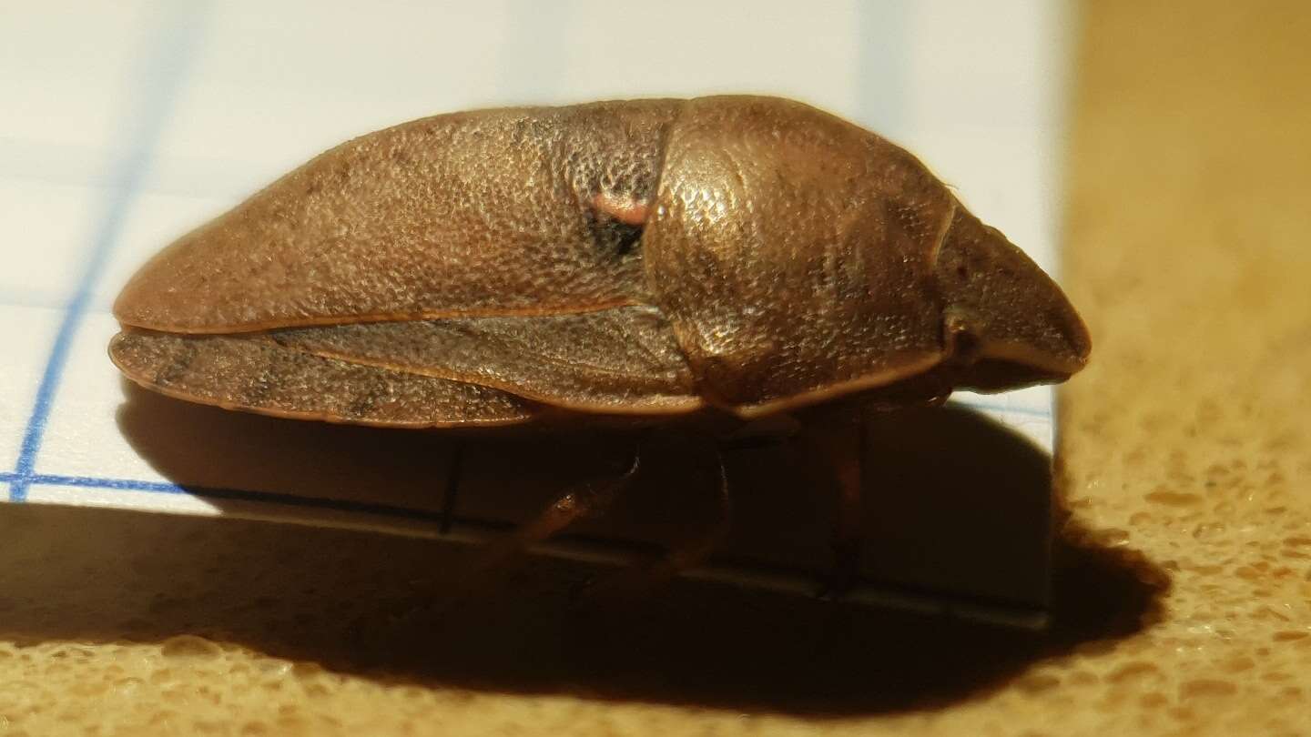 Image of Eurygaster integriceps