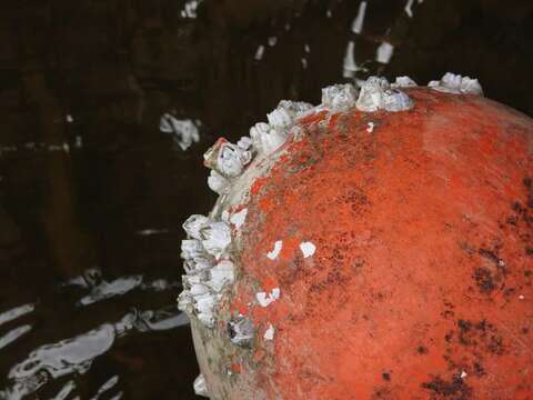 Image of Striped barnacle