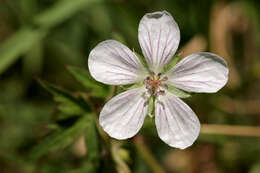 Image of Richardson's geranium