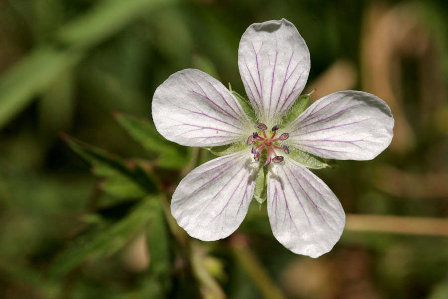 Image of Richardson's geranium