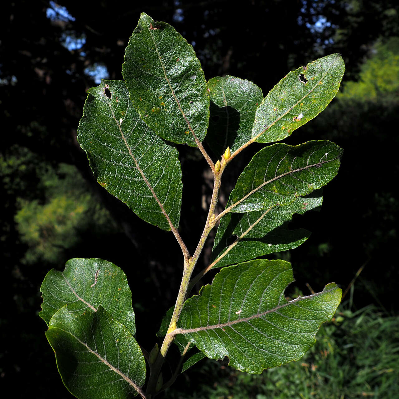 Image of goat willow