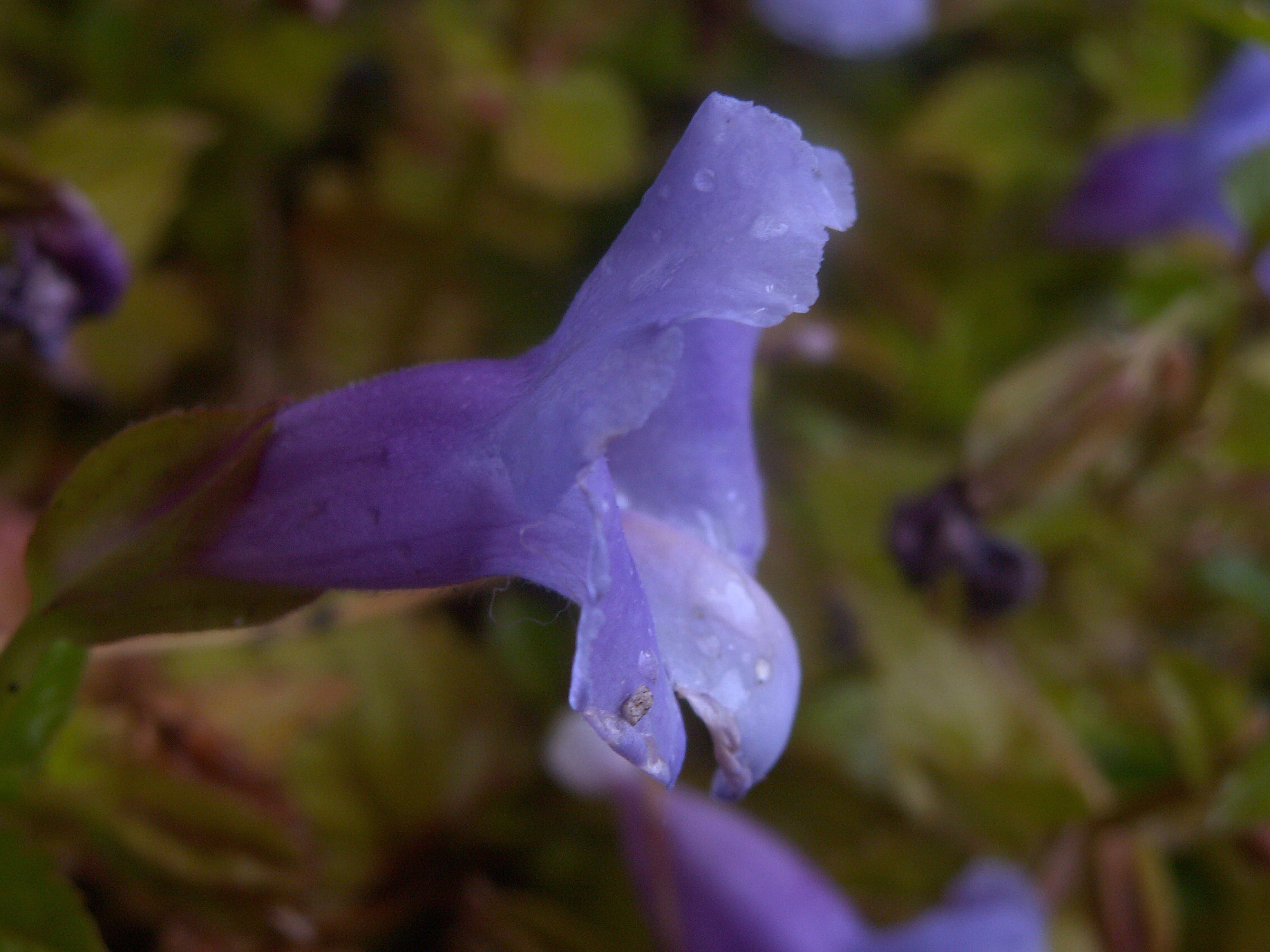 Image de Torenia fournieri Linden ex E. Fourn.