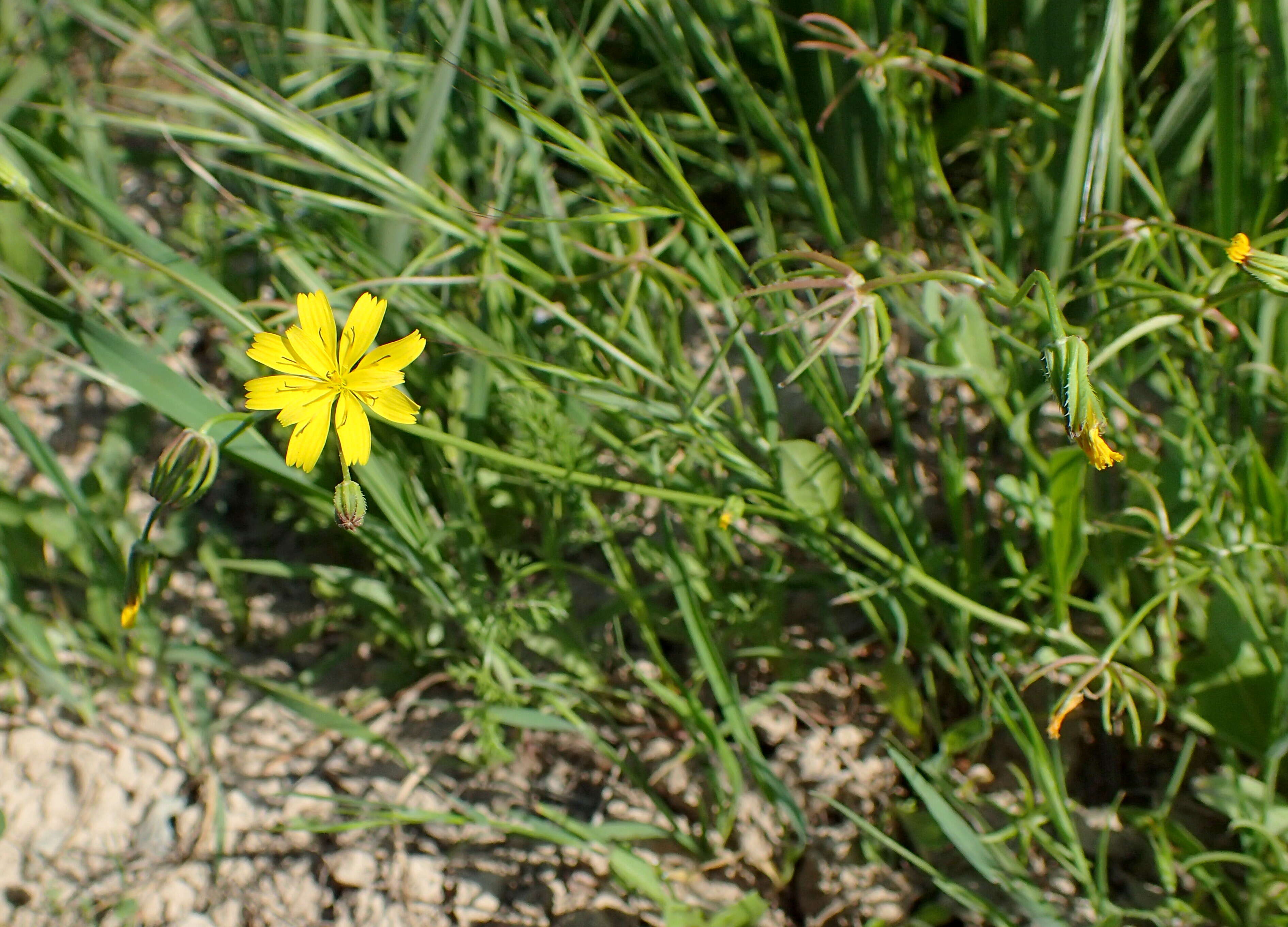 Image of endive daisy