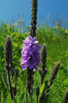 Image of swamp verbena