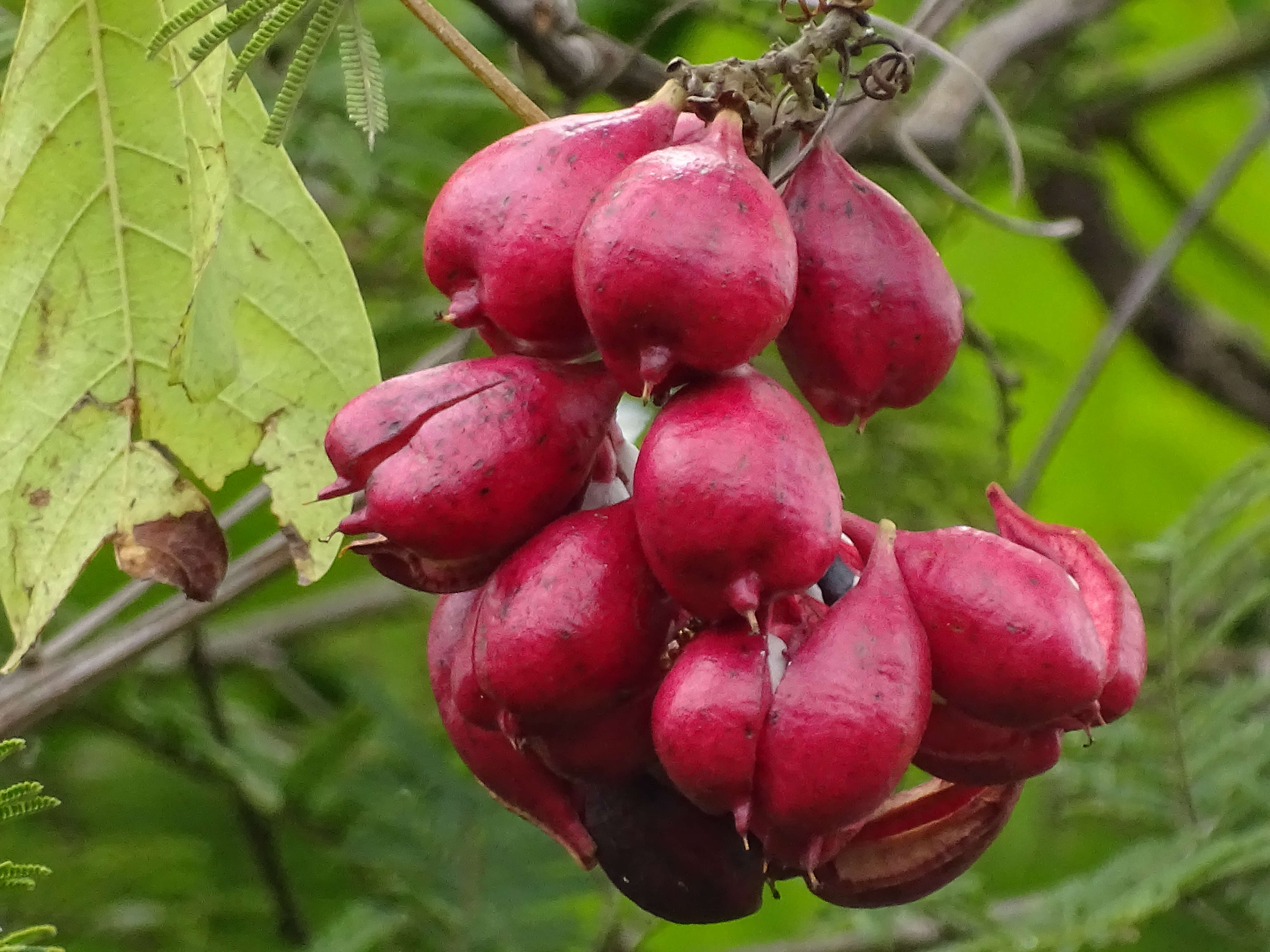 Слика од Paullinia pinnata L.