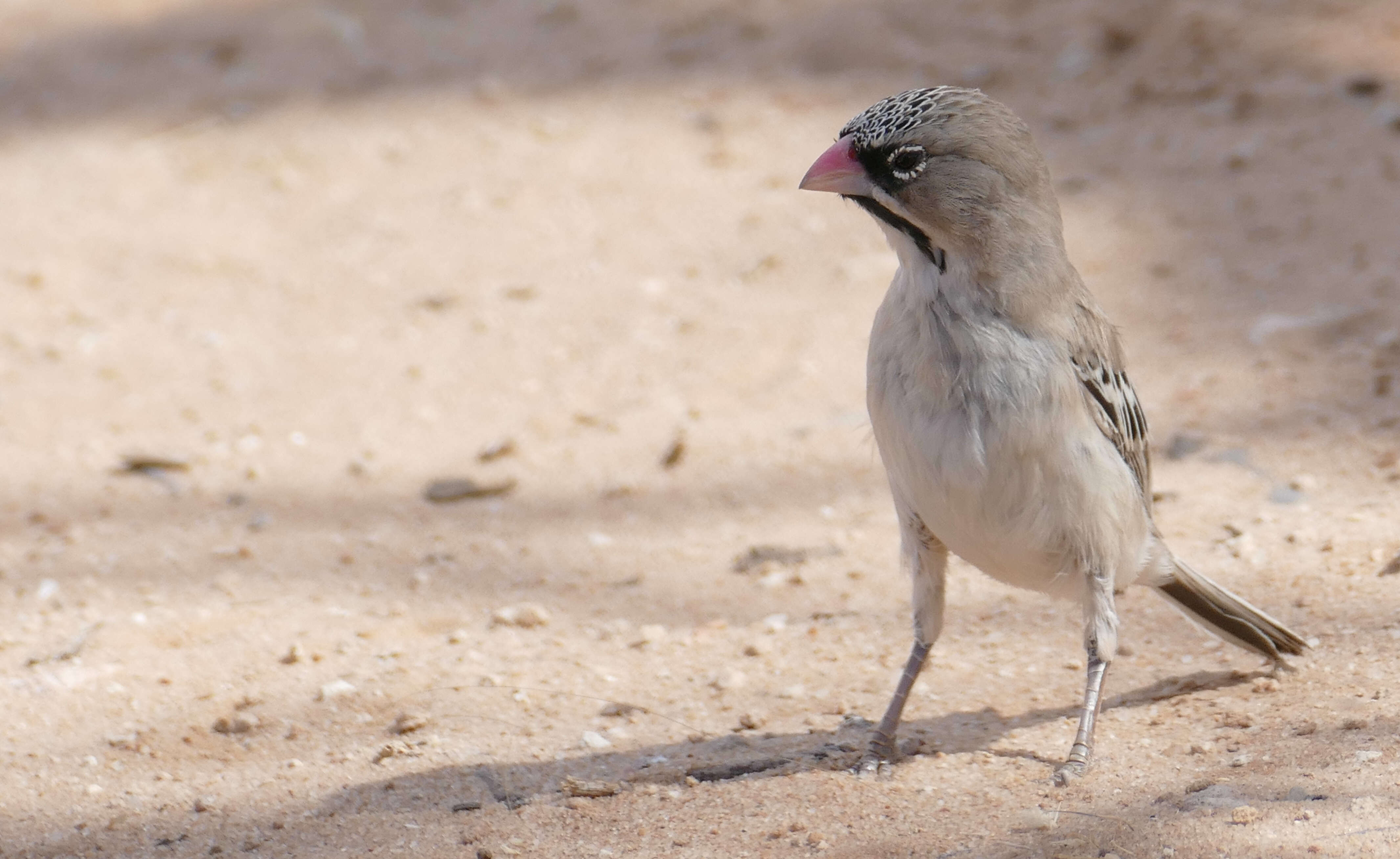 Image of Scaly Weaver