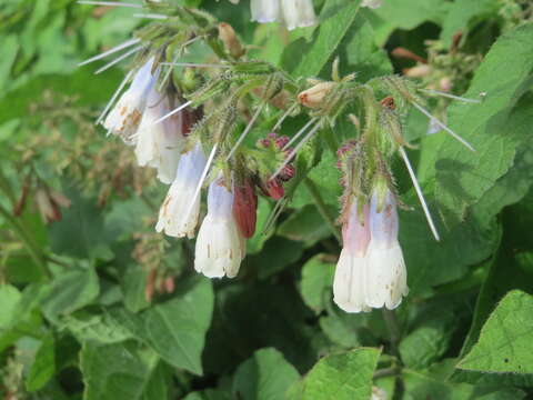 Image of Symphytum grandiflorum DC.