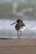 Image of oystercatcher, eurasian oystercatcher