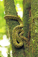 Image of Eyelash Viper