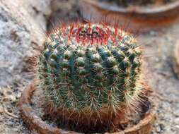 Image of Cactus