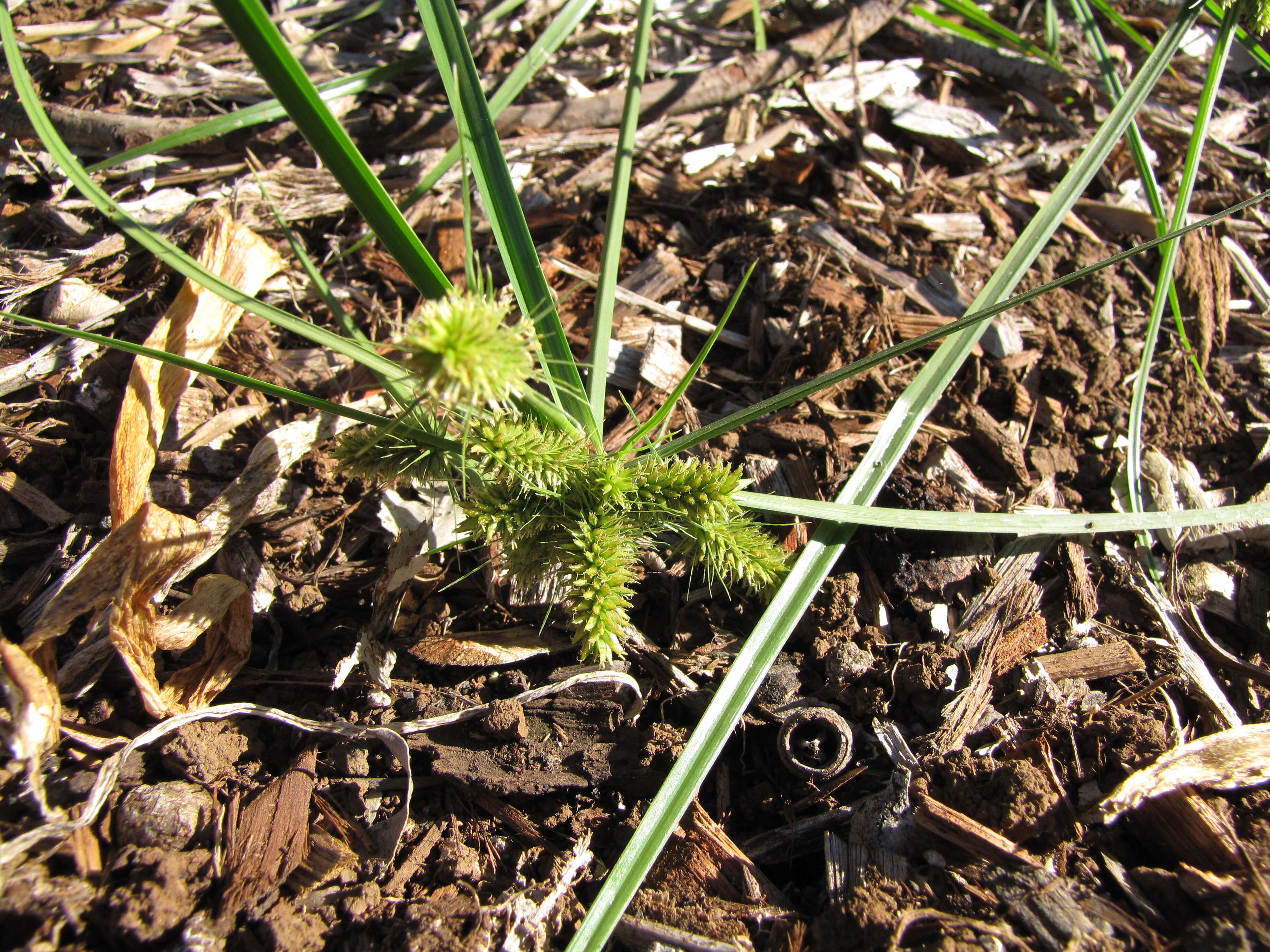 Слика од Cyperus aggregatus (Willd.) Endl.