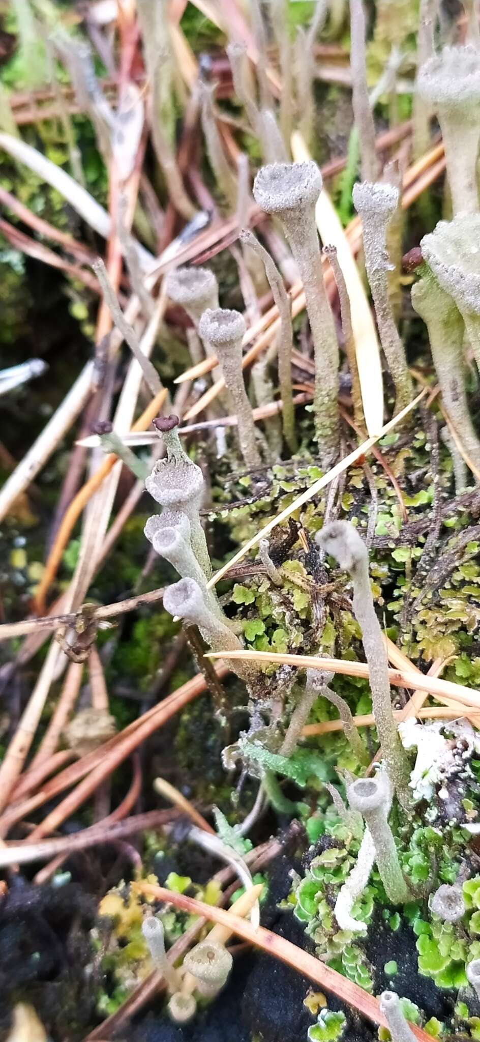 Image of cup lichen