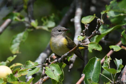 Image of American Redstart