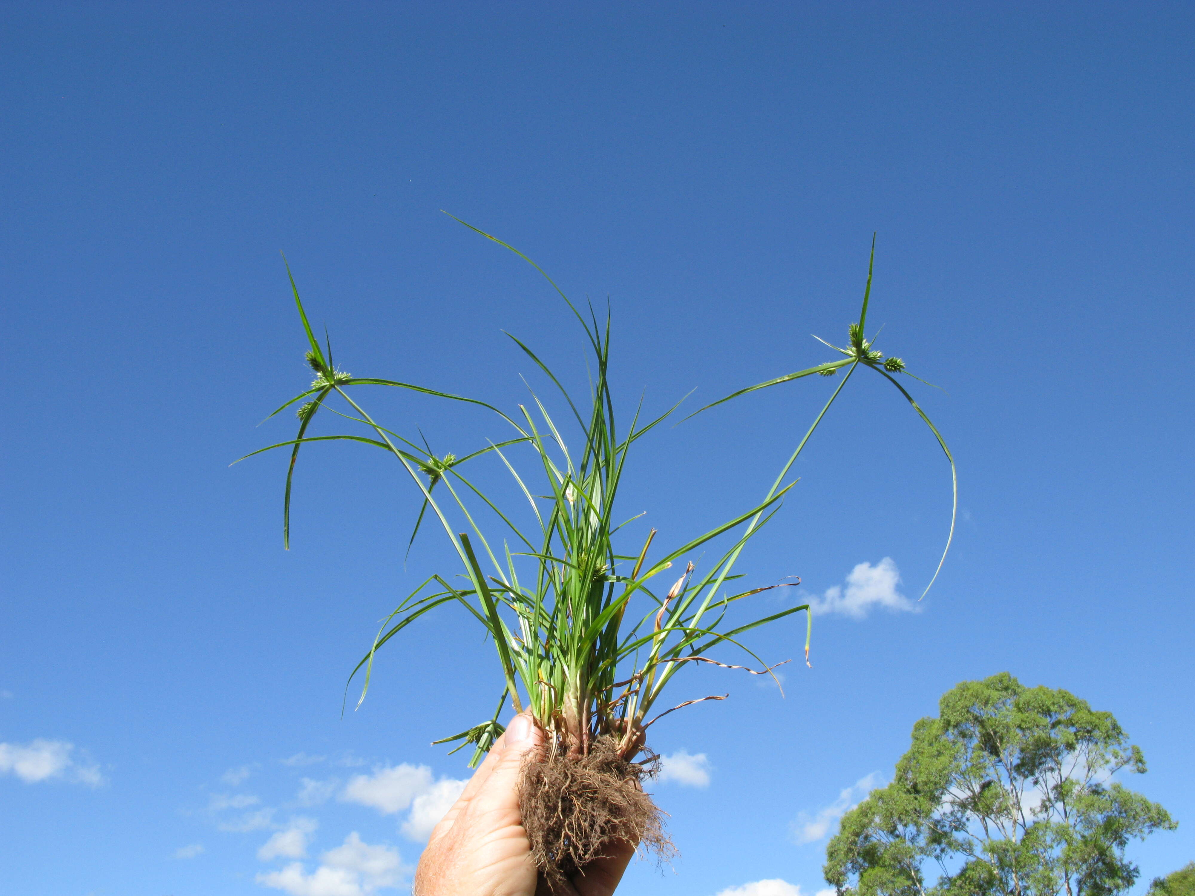 Слика од Cyperus aggregatus (Willd.) Endl.