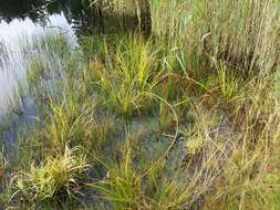 Image of Scirpus radicans Schkuhr