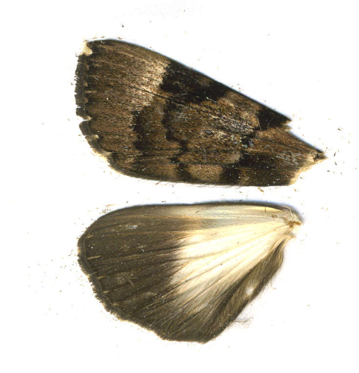 Audea bipunctata Walker 1857的圖片