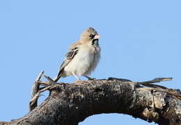 Image of Scaly Weaver