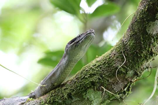 Image of Central American Boa