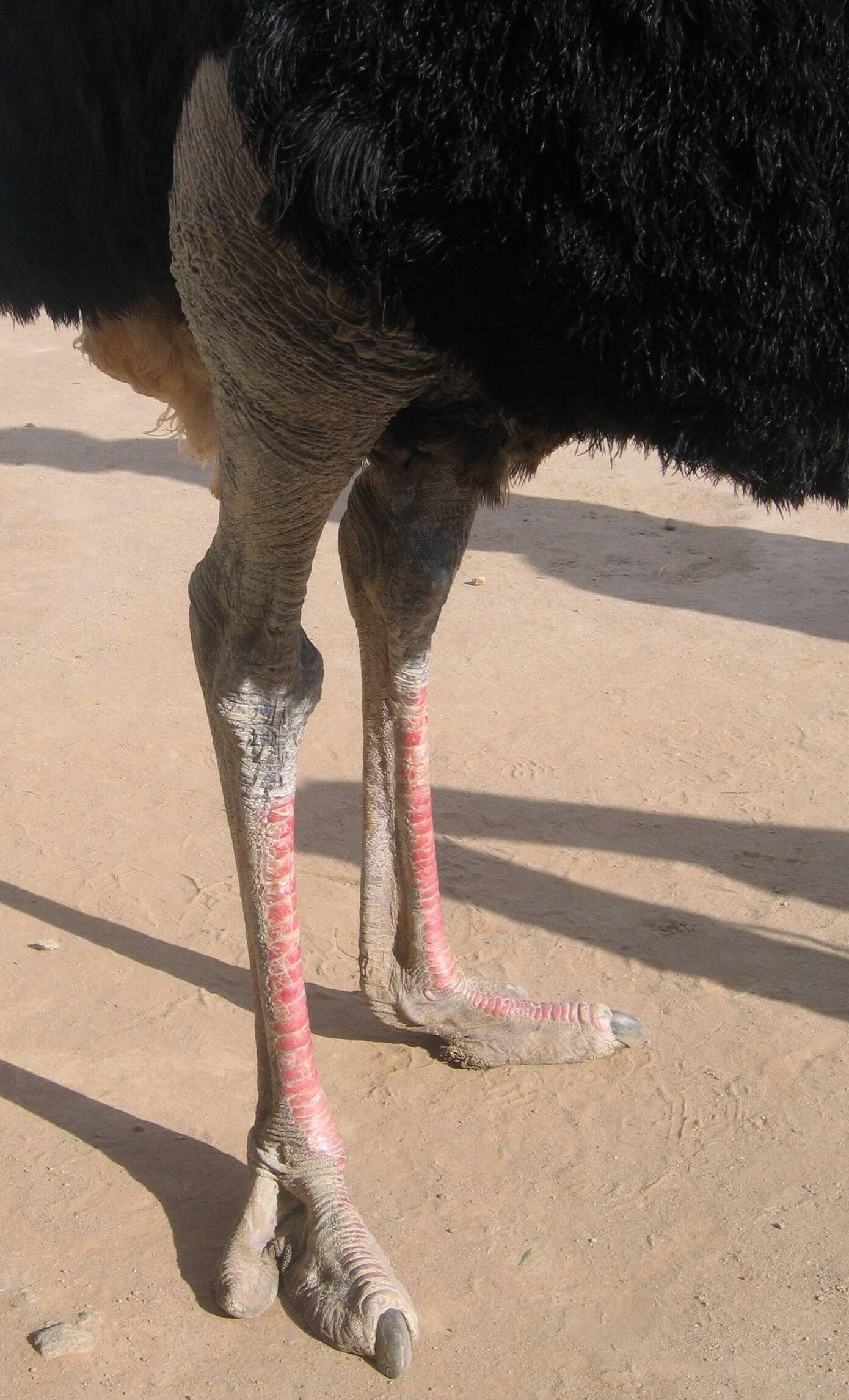 Image of ostriches