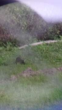 Image of Brazilian Guinea Pig