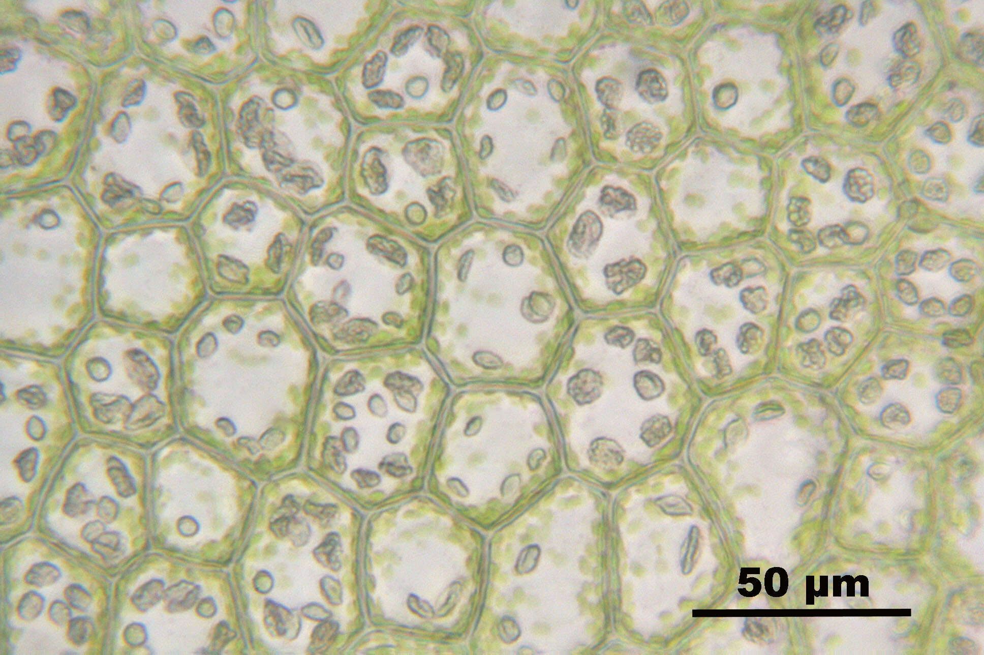 Image of Bifid Crestwort