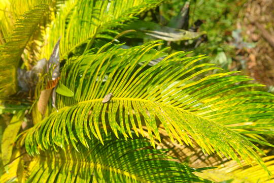 Image of Cycad aulacaspis scale