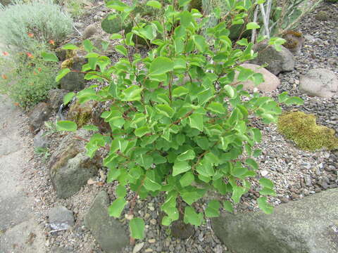 Image of Utah serviceberry