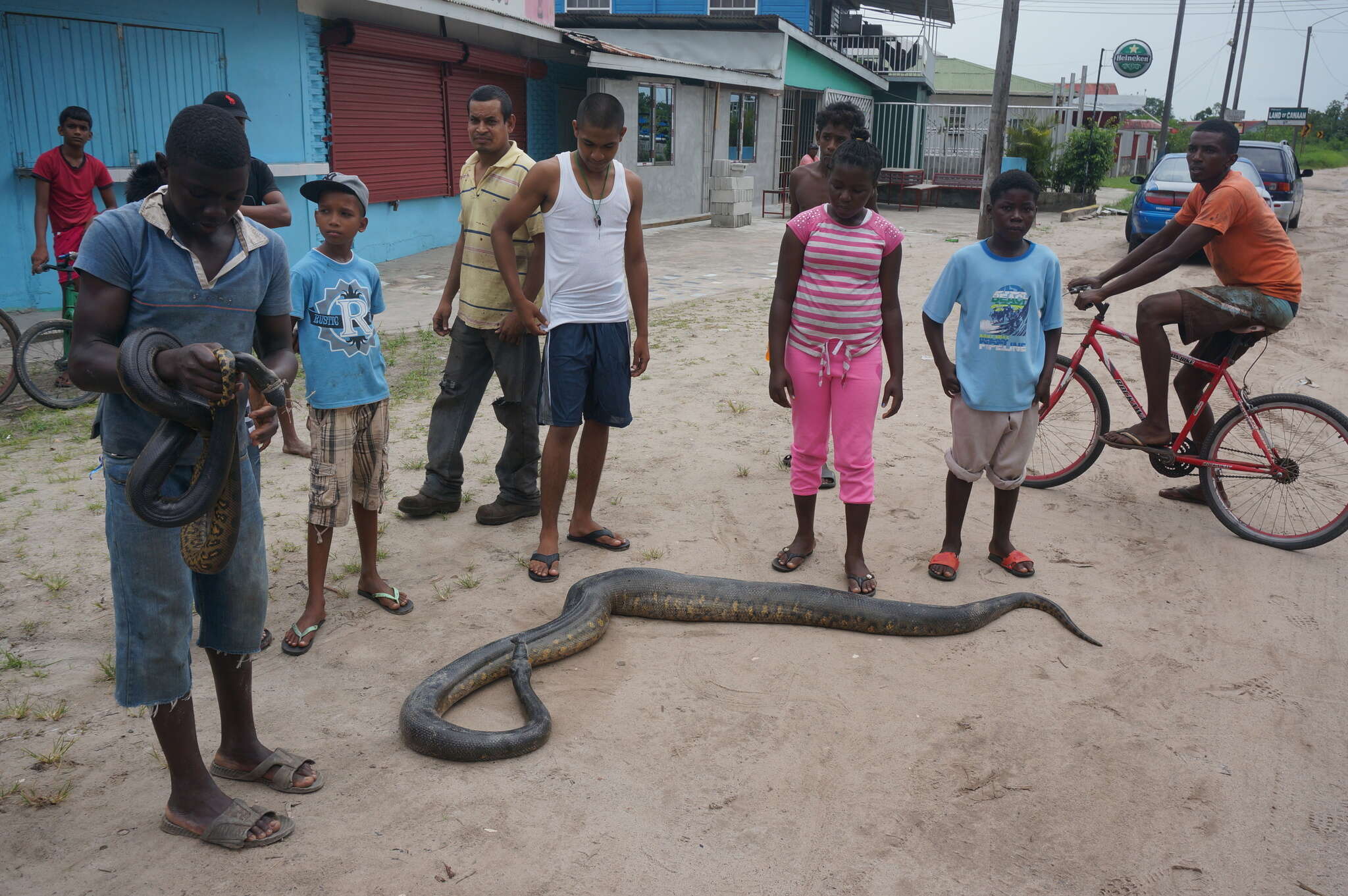 Image of Green anaconda