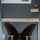 Image of Papilio birchallii Hewitson 1863