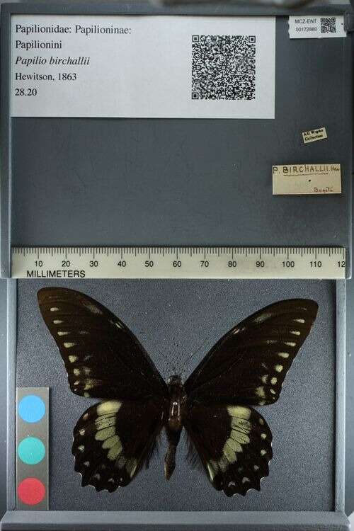 Image of Papilio birchallii Hewitson 1863
