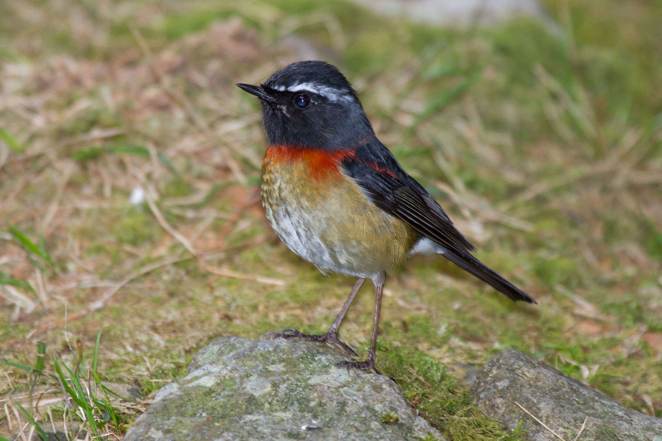 Image of Collared Bush Robin